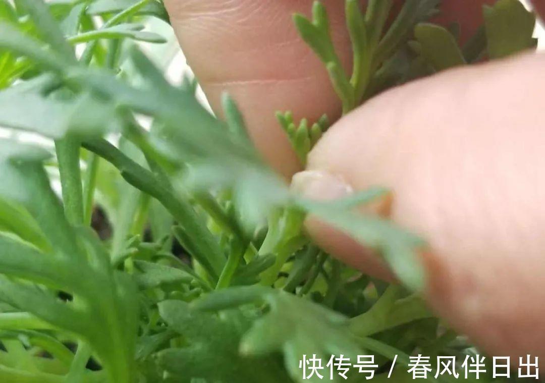 施肥|8种花赶紧剃头,剃得越狠,开花越多