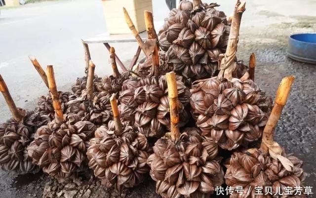 在国内是濒危保护植物, 但在越南却很常见, 味道超好5元一个!