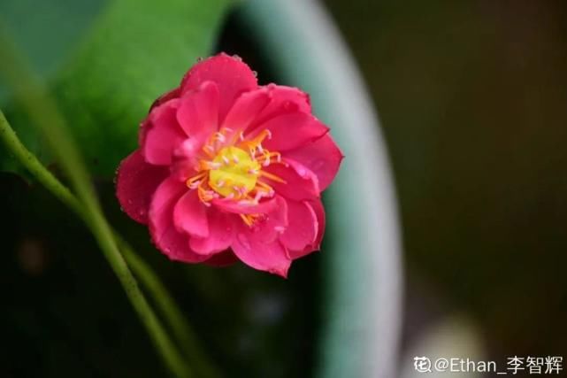 美人般的花，花开瞬间美到窒息，谁见都夸