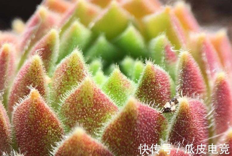 苏珊娜|观音莲这样养,不用施肥照样长满花盆