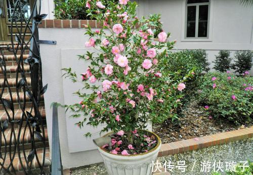 养护管理|茶花养护管理,这三点要做好,才能花大色艳