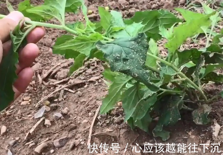 蛇舌草|农村这种看着很不起眼的野草,人称“千里光”,对视力很有疗效