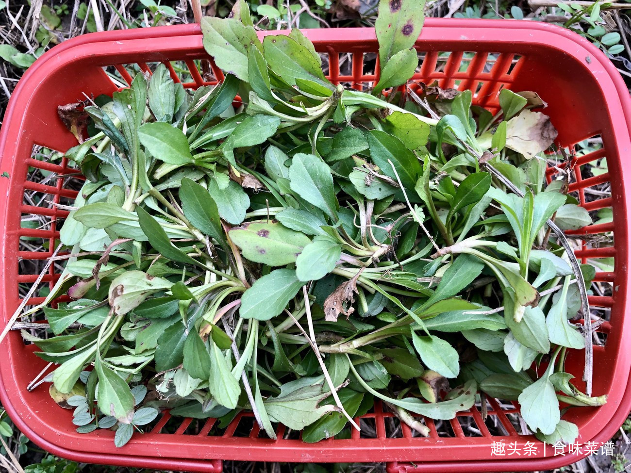 马齿苋|此8种野菜不用花钱买,来认识一下,营养高味道好,错过等明年了