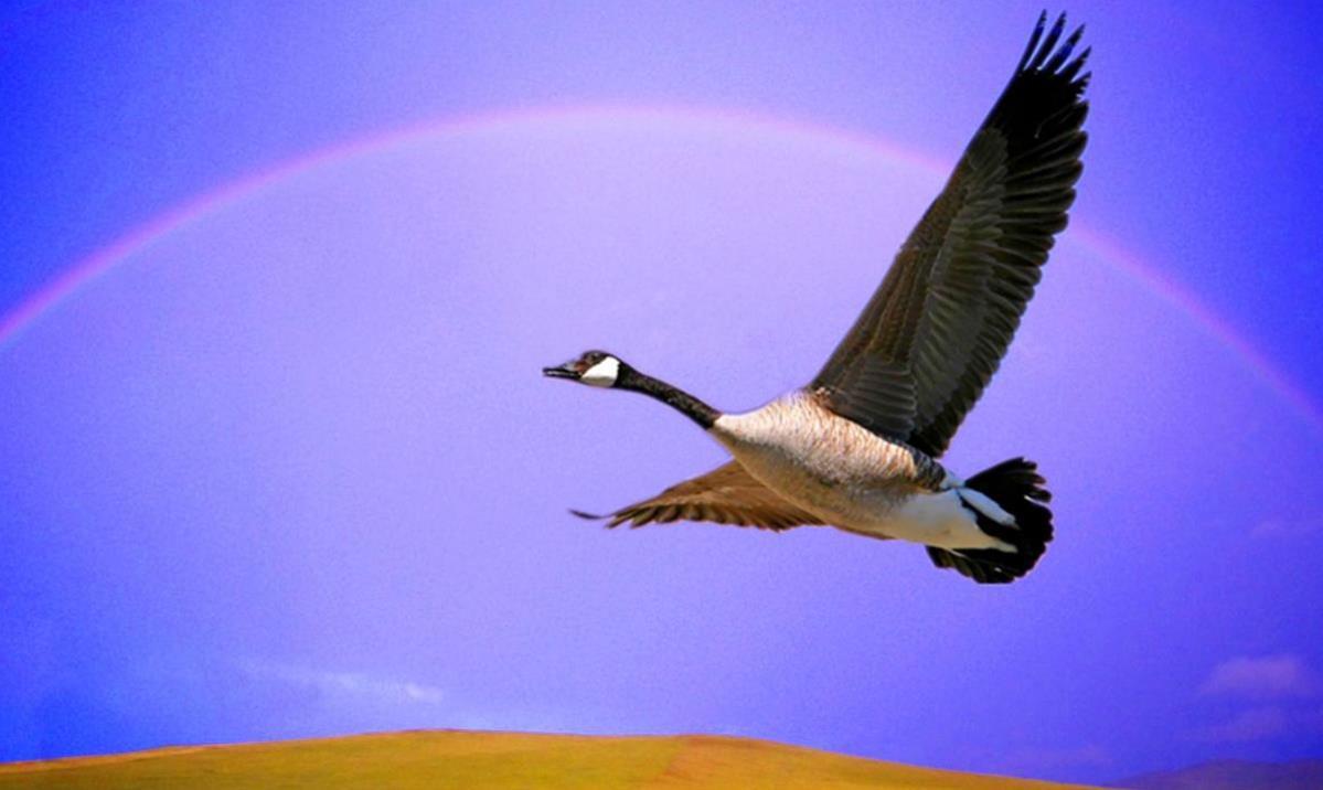 苏轼很孤独的词,最后一句惊艳900多年,却有不识货的觉得有语病