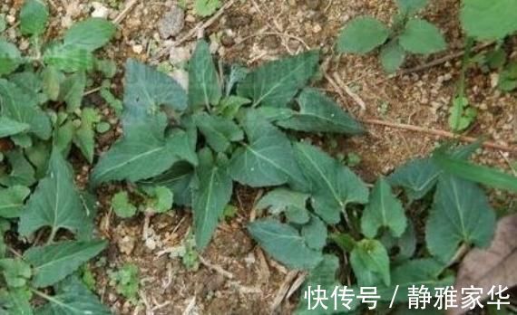 植物|山林里常见的“蛇头草”,人们避而远之,其实药用价值特别高
