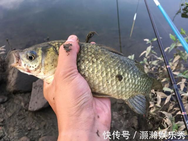 水草|进入深秋，老钓手都喜欢选这三种钓位，容易出大板鲫