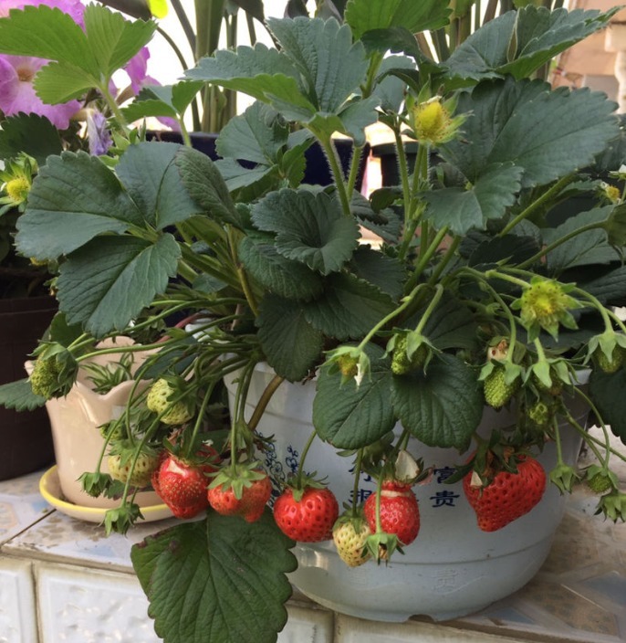 草莓度夏|3种花要休眠了，快别浇水了，再浇就死了！