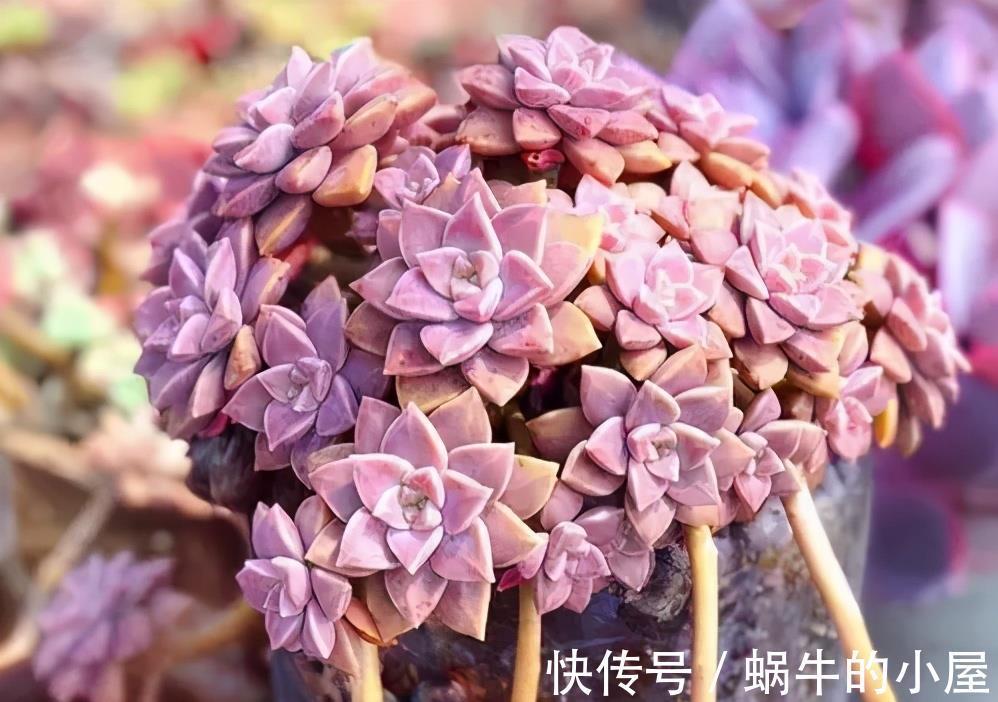 紫色|养多肉紫乐,教你3个小妙招,叶子肥厚上色美,轻松度夏长势旺