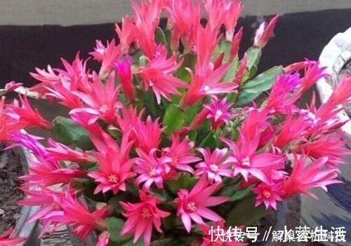 家家都有的垃圾，抓一把掺盆里，养花十年不烂根，开花爆盆挡不住