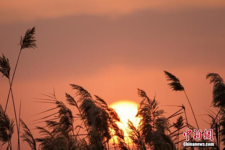 夕阳|新疆博湖初冬芦苇映夕阳