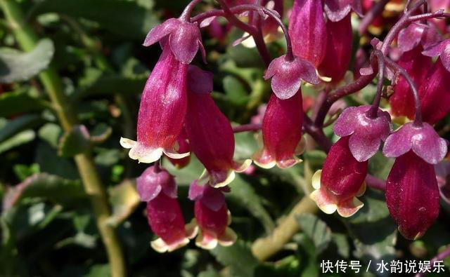 过去一年很火的5种网红花:第一种贵而难养,第三种就是个骗局