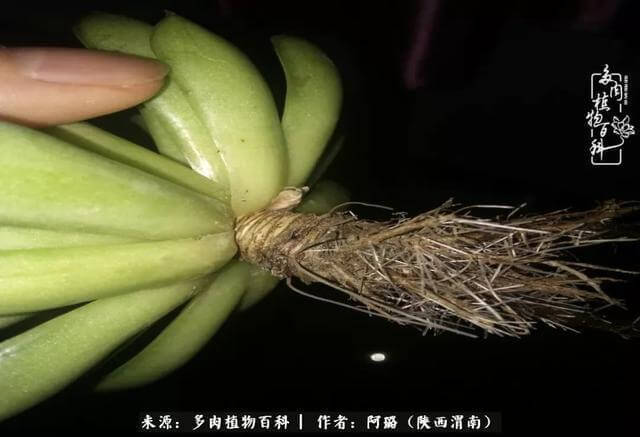 这些年养的那些多肉！附靠谱的多肉度夏小技巧！