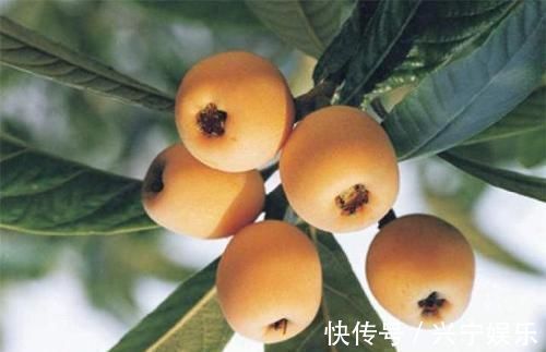 荔枝|人到中年想长寿，不妨多吃以下四种食物，补血补肾，早吃早健康