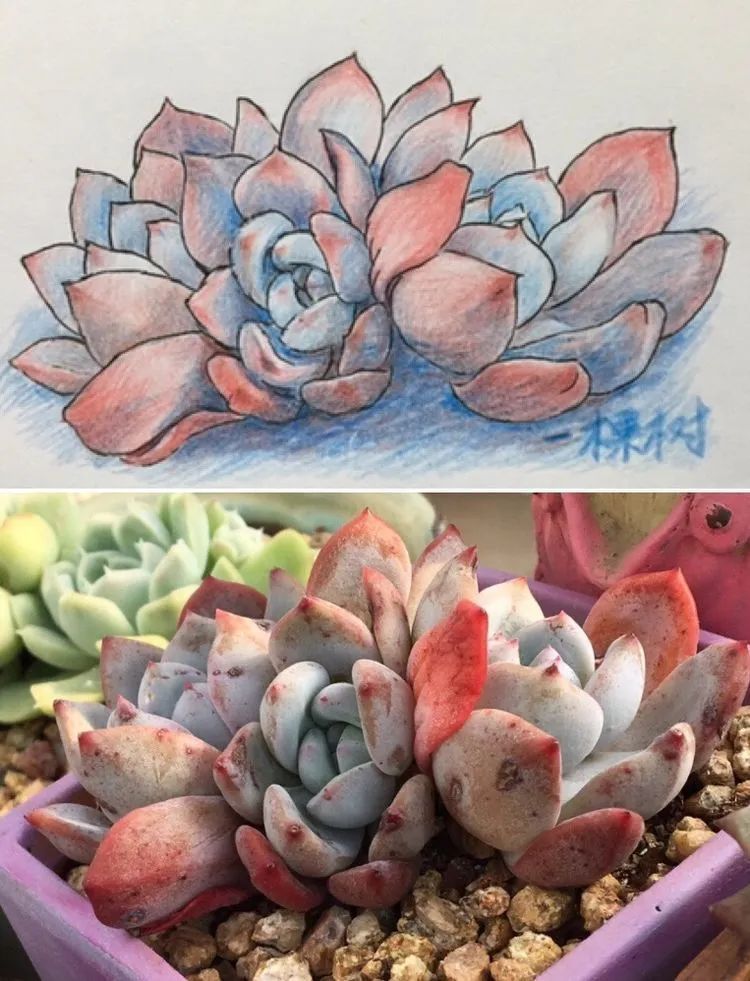 置身于美丽的多肉花园，我就是那快乐无比的多肉园丁！