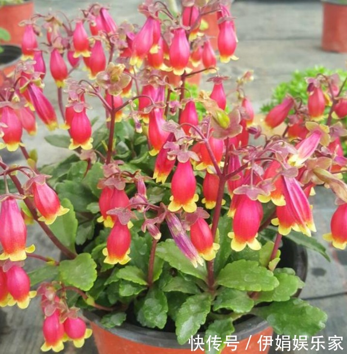 3种“富贵花”,添福添贵添好运,家里养一盆,招财又纳福!