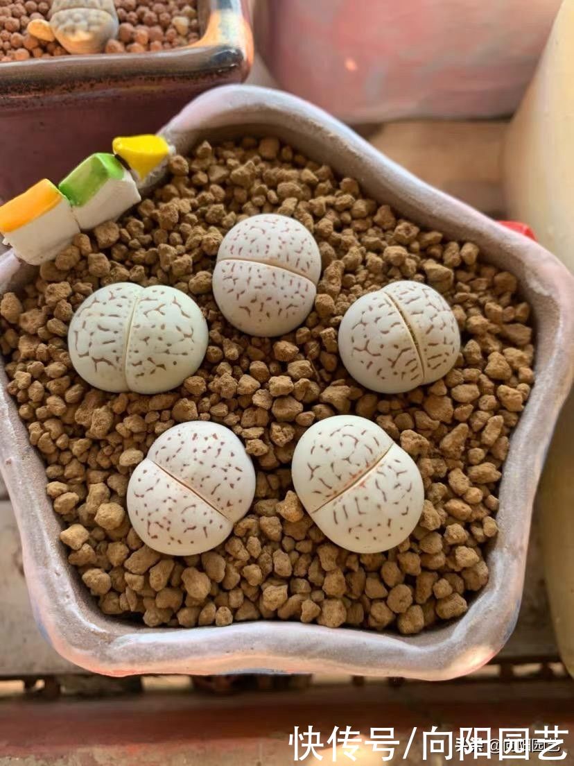 水性|全颗粒养多肉！可行吗？当然可行，透水性好，多肉不烂根