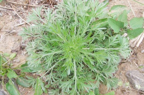 肝脏|春季“养肝第一草”，多吃可以降血脂，保肝利胆，防肝炎助长寿