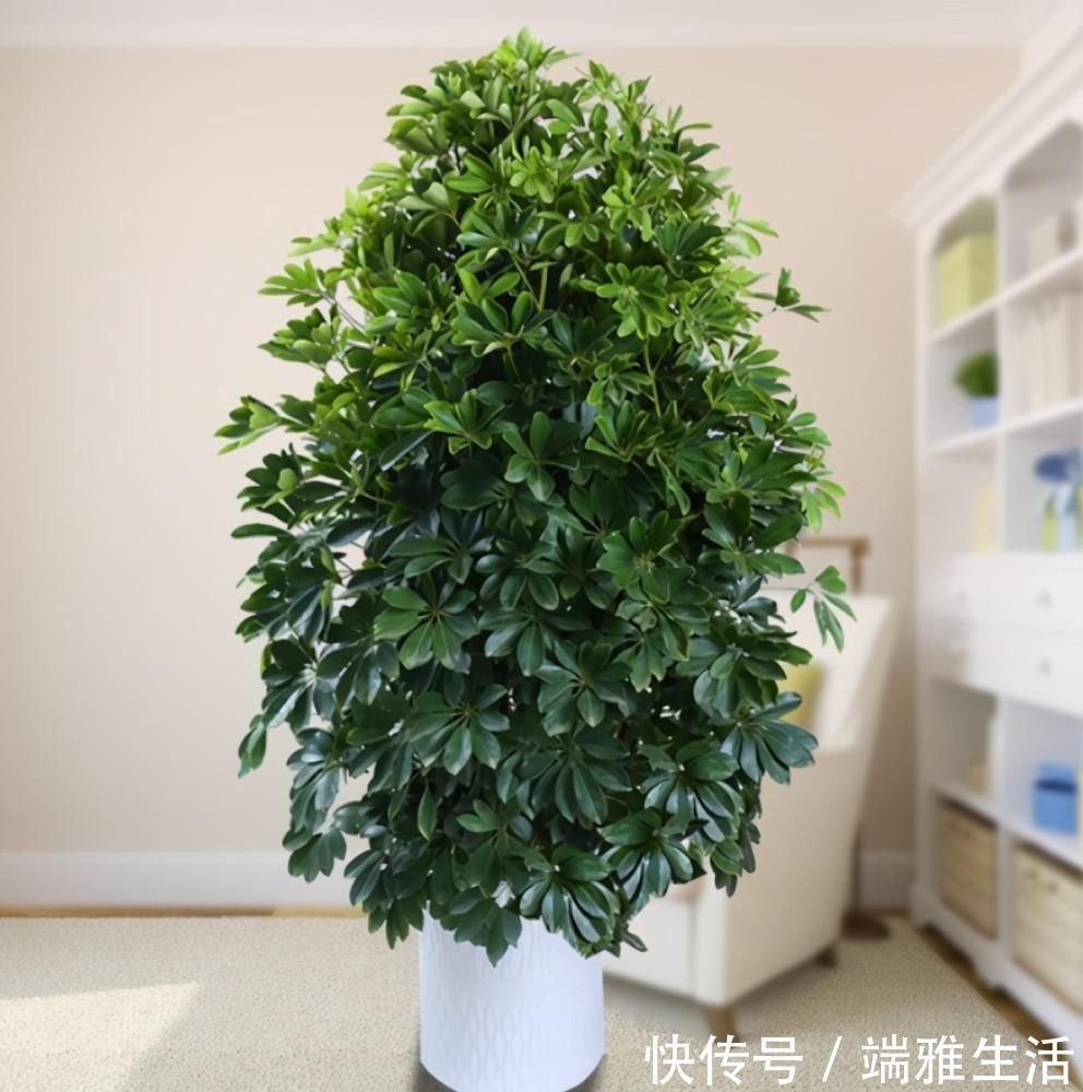 幸福树、绿宝树、鸭脚木有什么区别？养护时出现问题，怎么解决？