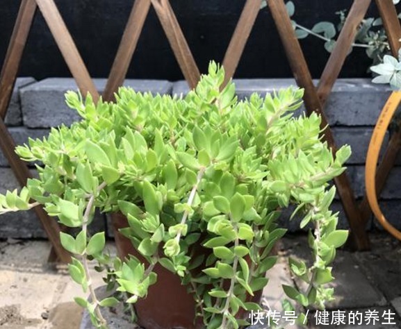 河边一“野草”,栽进花盆中,2个月爆盆,长大就成“心肝宝贝”!