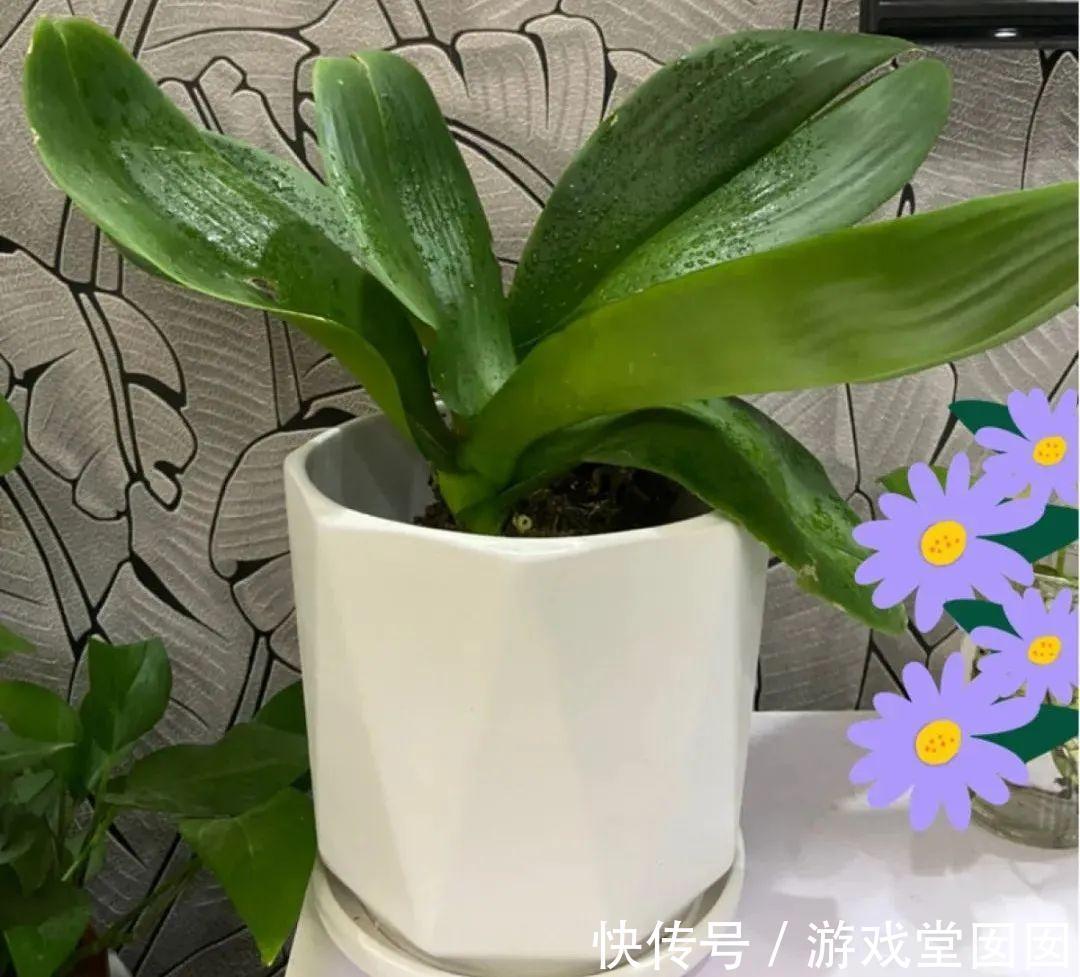 给花喷点它，叶片油绿茂密，花苞嘟噜噜冒出来