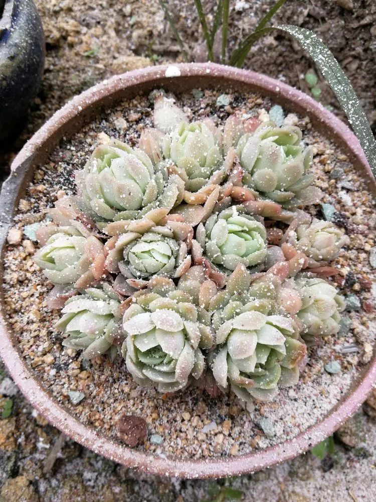 养多肉两年,200多盆养死的不到10盆,记录点点滴滴!