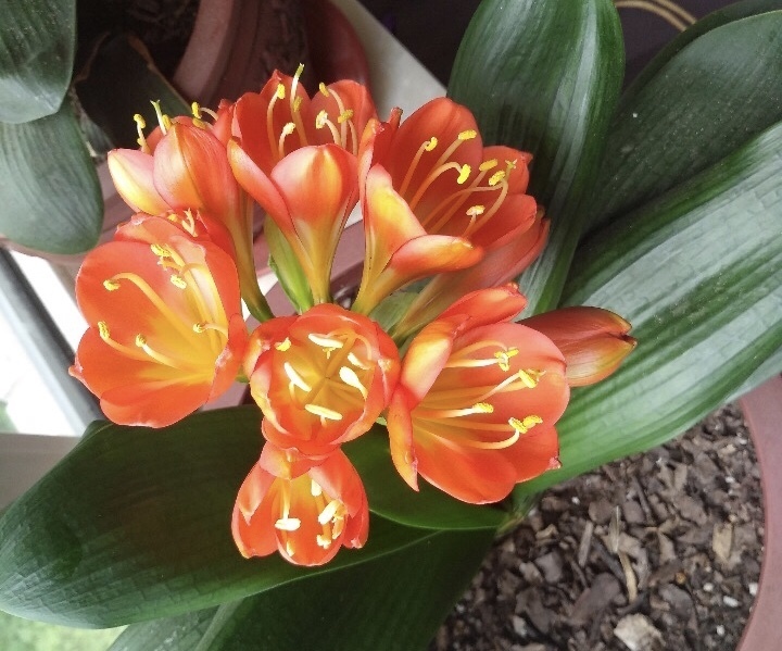 养花就死4个“坏毛病”很多人中招,烂根、死亡停不住