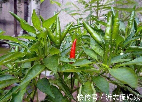 她在花盆里种了棵辣椒,一年能结7、8斤,第二年长成盆景,又结果