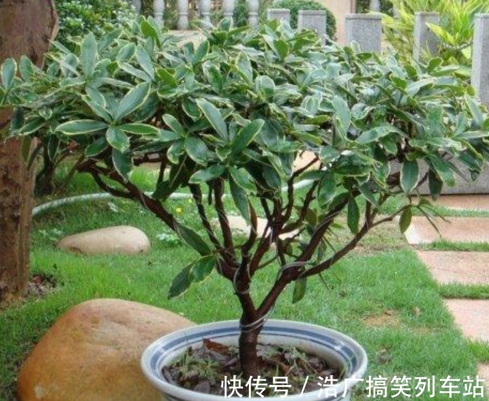 植株|你知道吗？夏天6种花要“休眠”，浇水多了就烂根