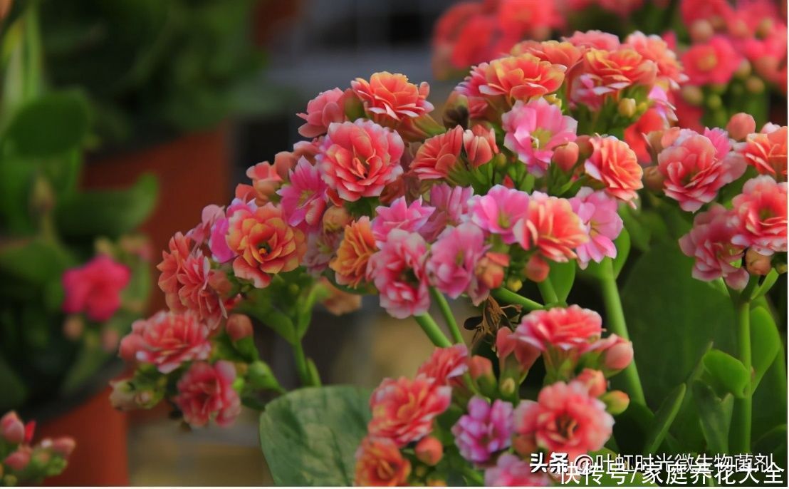 现在入手这几种花、新年新气象、喜气洋洋过大年