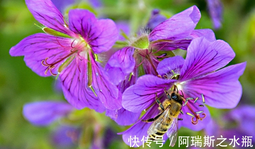 生肖鼠|7月初随波逐流，思绪万千，3生肖撞上桃花，指引爱情，为幸福勇敢