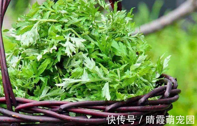 经血|女性月经“毒血”淤积，吃3种食物，清理毒素，润养子宫