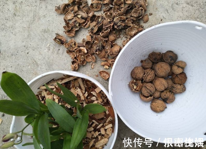 花草|3样东西，吃完留下“废壳”，闷一闷拿来养花，比营养土强10倍