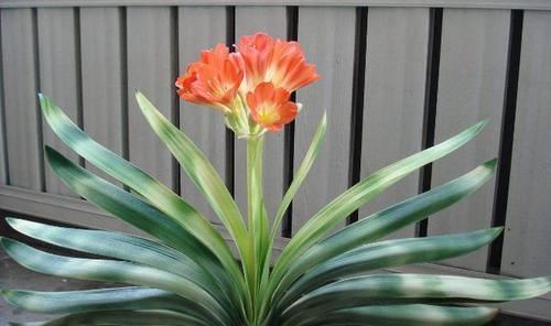 君子兰不开花,却不知道问题在哪?老花匠:这些地方有讲究