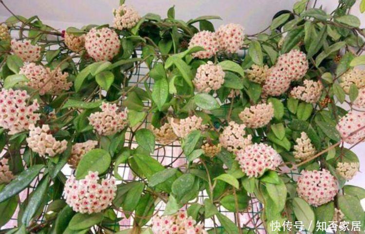 4种花适合夏天养,开花爆盆花期长,开花就爆盆,不易生病好养护