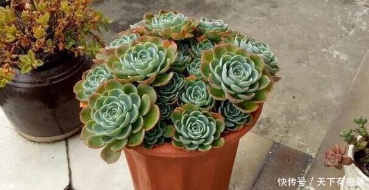 大妈|农村大妈养了五年多肉,每一盆都爆盆成老桩,养殖方法简单有效