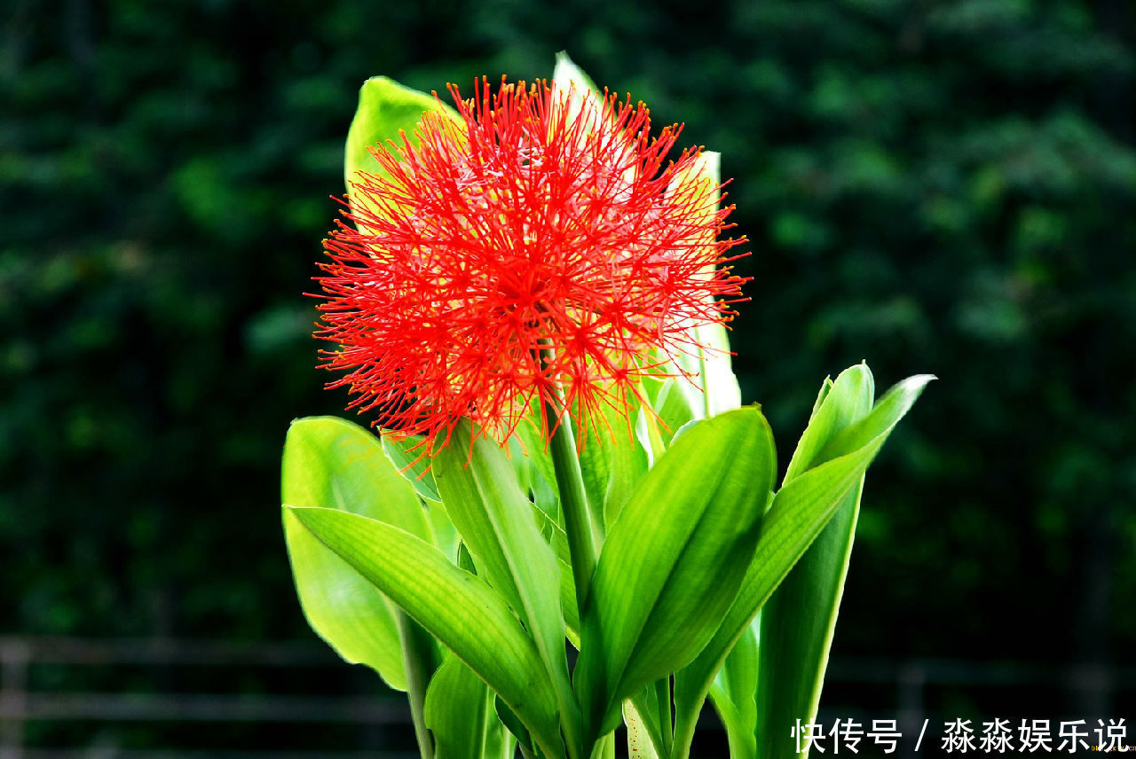 此花鲜艳夺目,有很强的观赏价值,像仙人球一样给人一种神秘感