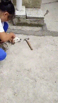 |搞笑GIF趣图:我就是试试看能不能跑出去而已