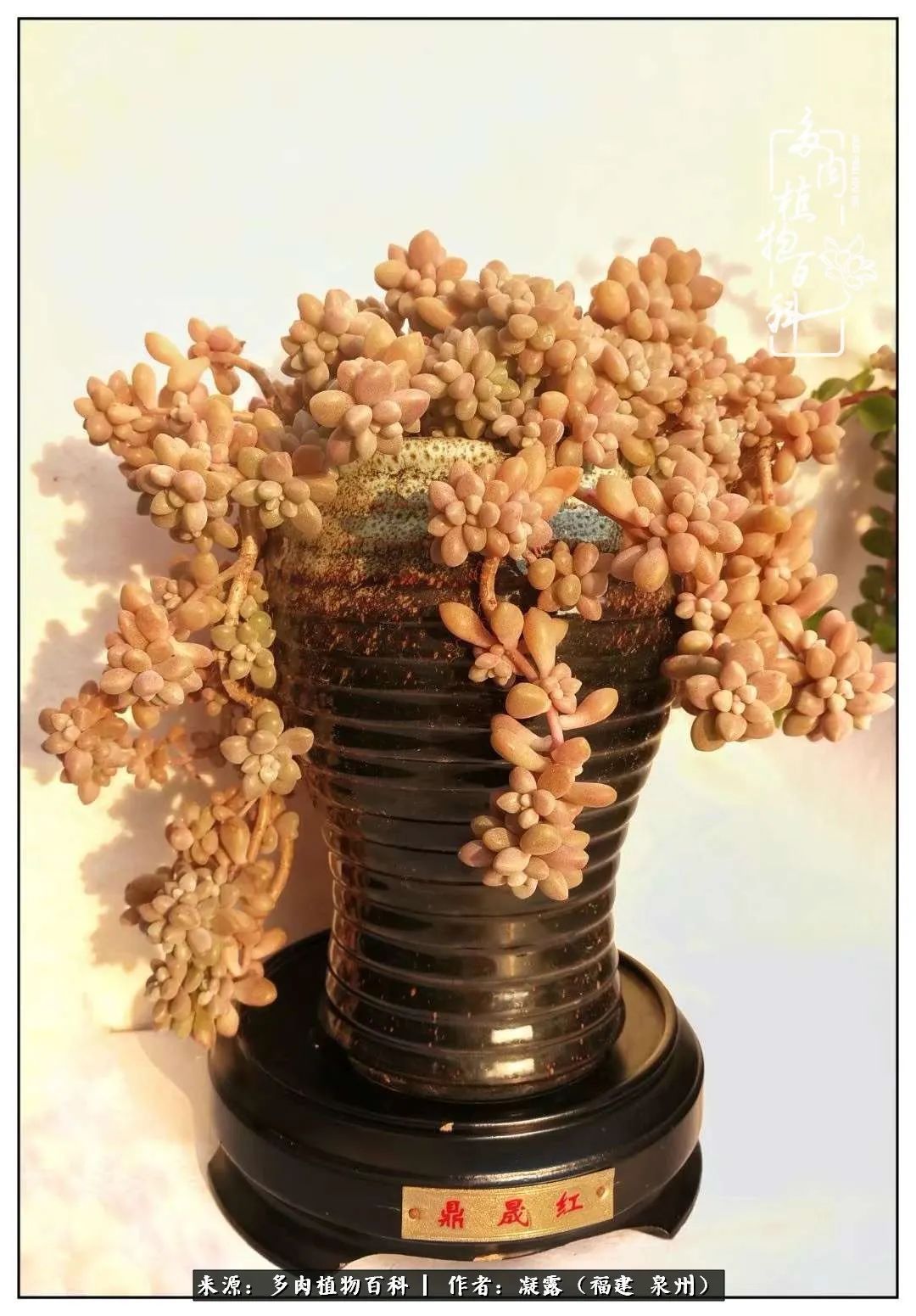 喜欢养肉,喜欢赏肉,更喜欢拍,如此怎能不掉肉坑