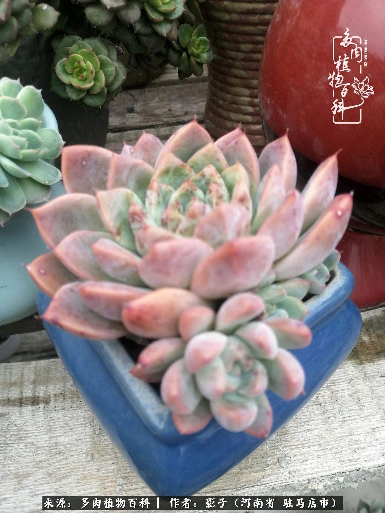 阳台上|被风雨洗礼的多肉越来越漂亮了,忍不住又往坑里跳!