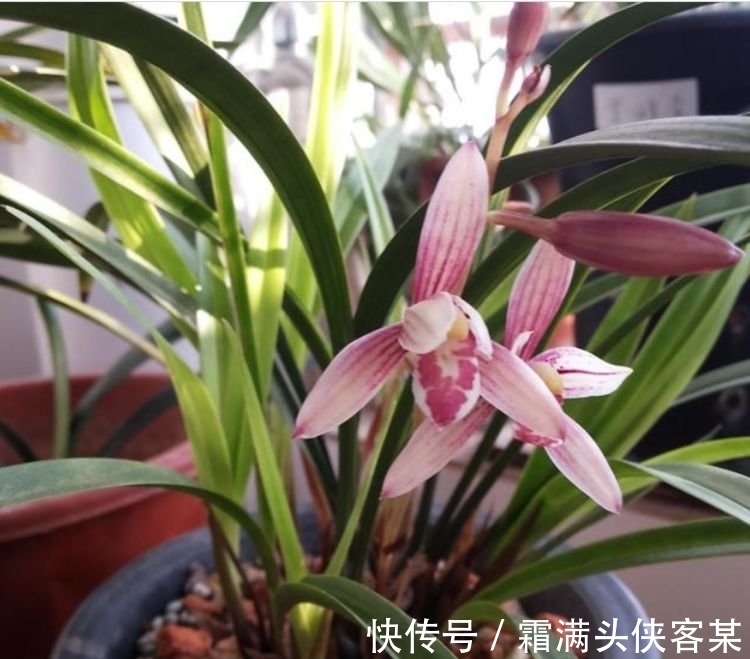 4种“女神花”，婀娜多姿，去除异味，还香飘满屋，心情好！