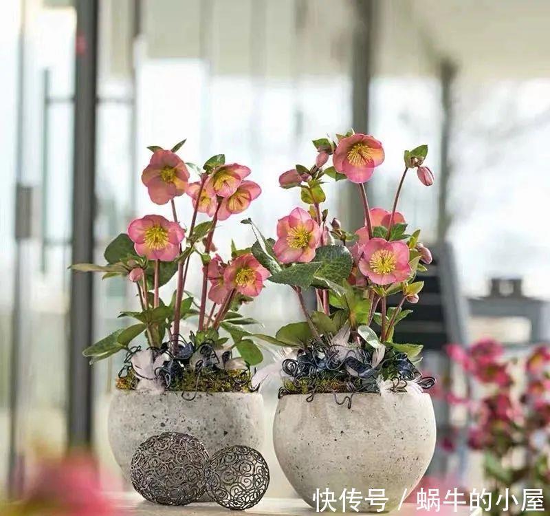 名字土掉渣、开花却很漂亮的8种花,你家养过几种?