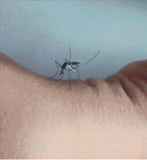 |搞笑GIF:小家伙的招式挺不错的,大哥是演员出身么?