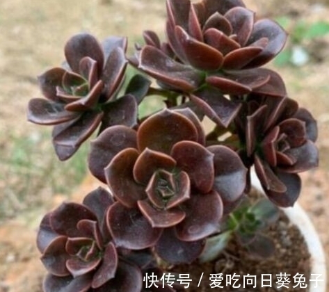 养多肉别忘了巧克力方砖