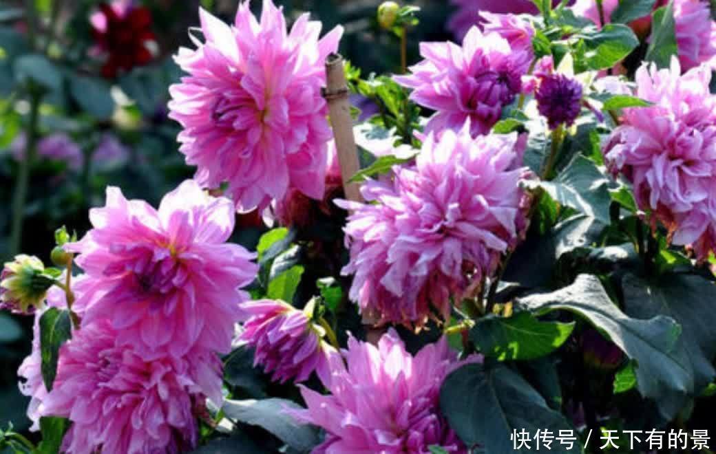 3月栽种大丽花,植株长得旺盛,夏天开满大花团