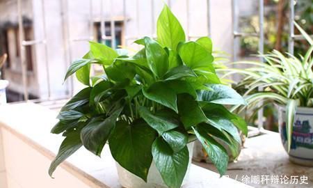 花都|养花浇水,这几个错误别犯,不然养啥花都黄叶烂根,学会一生受用