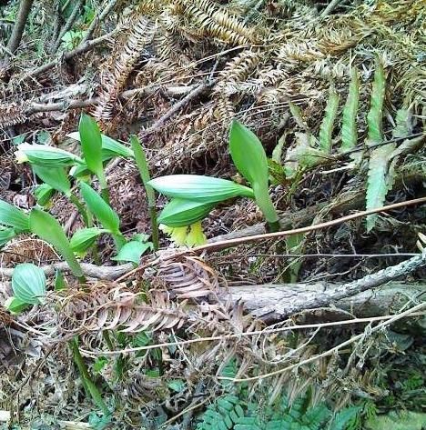 宝铎草生长于林下或灌木丛中花开黄色、绿黄色或白色