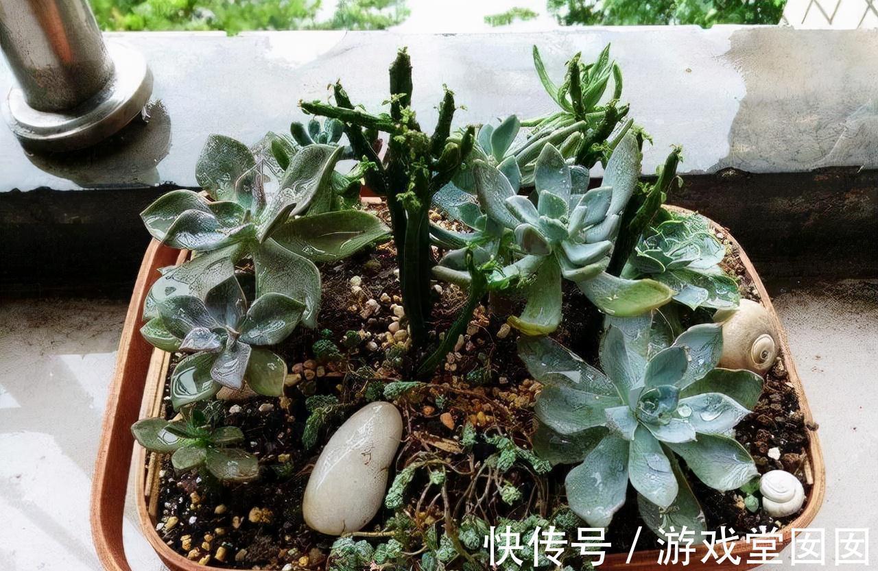 有5种花很矫情,淋雨分分钟烂给你看,能养好的都是大神