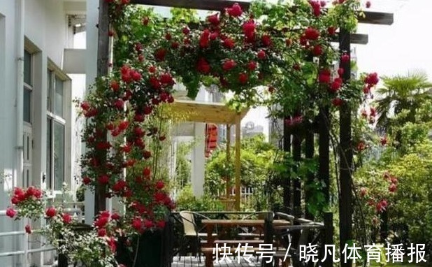 养花|喜欢养花,先戒掉7个坏习惯,不然啥花也养不好,你占了几个?