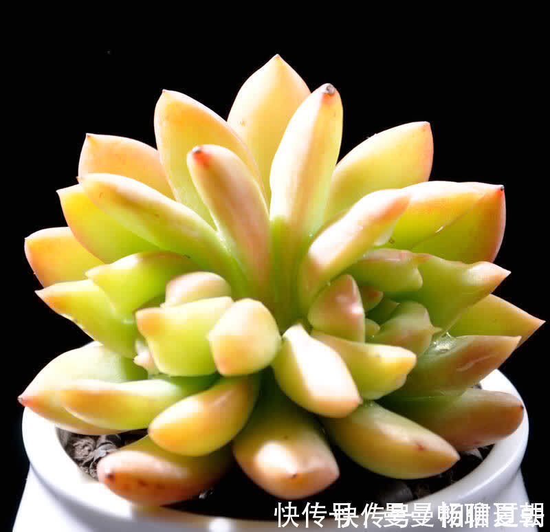 黄丽|6种多肉好养活,夏天不休眠,晒晒太阳红彤彤,度夏也萌