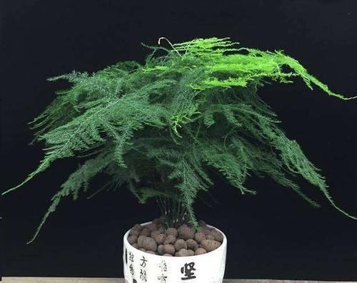 文竹长|想要文竹长的旺,最好施什么肥?知道一点施肥再也不犯难!